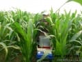 国家农业行业科技项目玉米课题进行机械追肥试验（图）