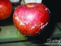 微资讯：苹果削出半斤蜡 过量饮水致中毒_快讯_第一农经