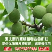 河北新兴核桃苗专业合作社