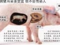 猪蓝耳病防控应做到“五个到位”