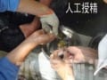 黄颡鱼人工繁殖技术初探