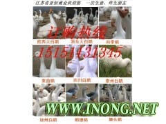 供应鹅苗 鹅苗价格 提供鹅苗技术 回收成品