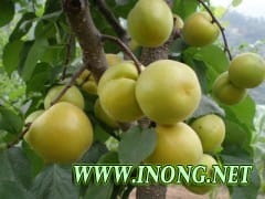 喜水梨苗/丰水梨树苗/草莓苗/红颜草莓苗
