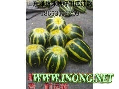 山东潍坊甜瓜批发