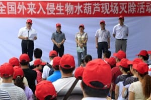 我国每年人工打捞水葫芦费用高达1亿元