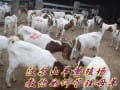 供常年出售小尾寒羊波尔山羊肉牛免费送货提供养殖技术