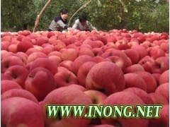 红富士苹果价格山东红富士苹果价格山东红富士苹果产地价格