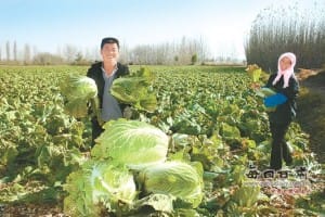 甘肃肃州区大力发展秋季蔬菜产业