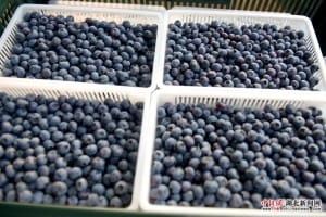 湖北保康：蓝莓成为山区农民“致富果”