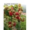 中林三号大果型双季红树莓