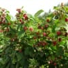 美国品种海尔特兹双季红树莓