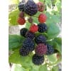 智力黑树莓 黑树莓品种 价格 图片