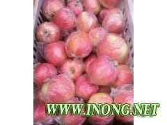 山东苹果价格基地