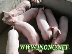 13371261682山东仔猪价格诚信为本货源充足