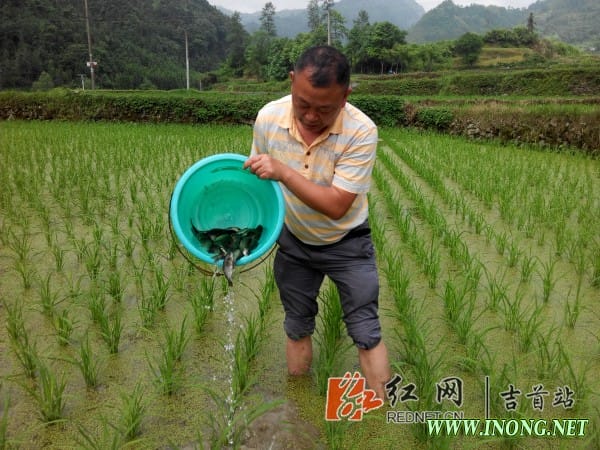 吉首全力推广鱼稻混养技术 打造立体生态农业模式