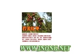 批发新疆红枣价格|若羌灰枣供货商|产地枣农经销