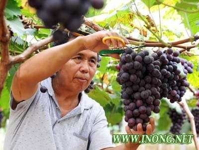 广西鹿寨：精品葡萄进入采摘季