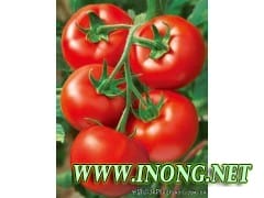 大量供应以色列大红西红柿