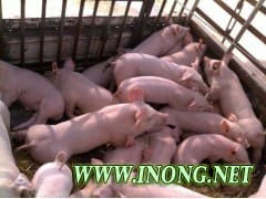 仔猪多少钱一斤 仔猪多少钱一头 哪里出售仔猪价格便宜