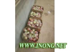 山东嘎啦美八苹果价格