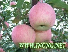 山东黄金帅红星苹果