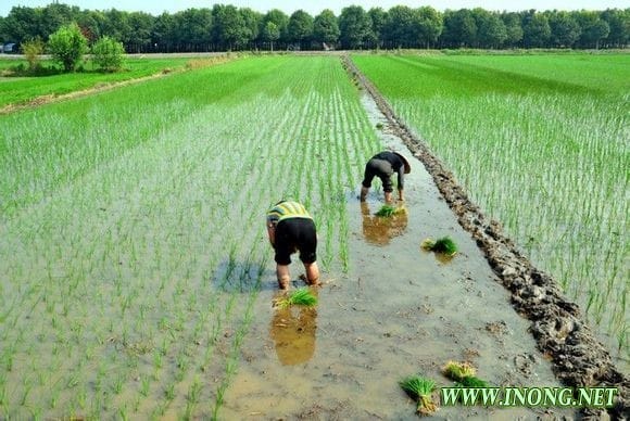 全国第三次农业普查政策解读