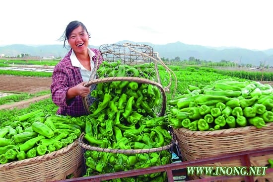 海南省政协协商会建言献策农民增收农业增效