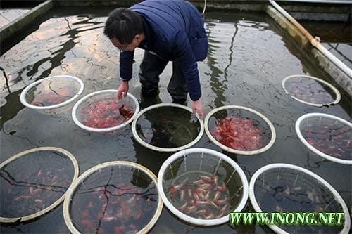 江苏如皋市：小金鱼畅游世界各地