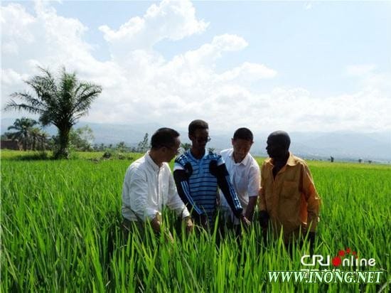 人民日报：中国援布隆迪农业示范田刷新非洲水稻高产纪录