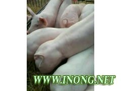 三元仔猪批发收购价格