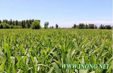 黑龙江继续调减籽粒玉米面积1000万亩