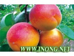 陕西丰园红杏，甜核杏，45以上包装价格，阳历5月份产地直销