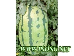 内蒙古通辽金城5号西瓜代办代收