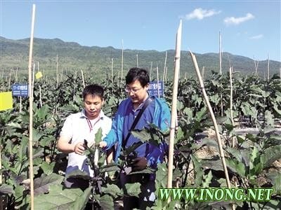 博士学重庆话进山 贫困村变“农业生态园”