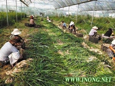 广汉深化改革激发农业发展新动能