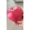 陕西高原红苹果膜袋红富士苹果基地上市价格