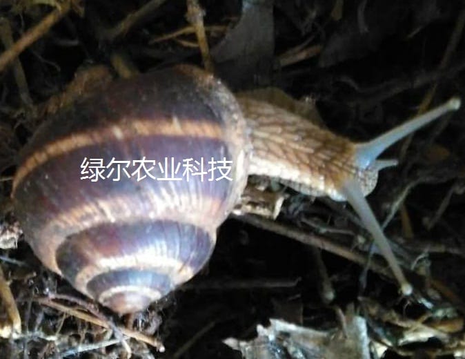 光亮大蜗牛/法国蜗牛、白玉蜗牛（蜗牛养殖基地直供）