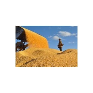汉江求购；玉米；荞麦；高粱；黄豆；碎米等农副产品