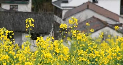 鲜花盛开美如画 踏青赏花正当时