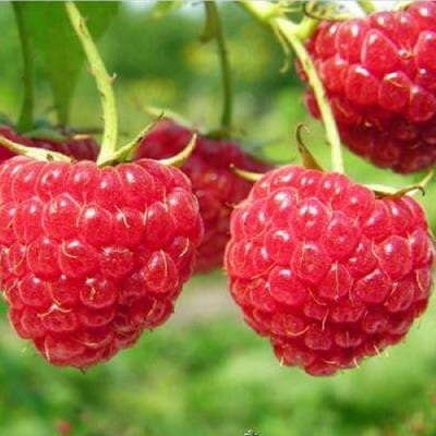 供应树莓苗 红树莓苗价格