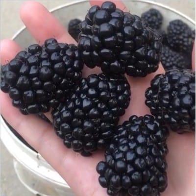 黑莓苗种植 潍坊黑莓树苗价格