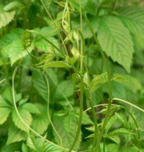 供应玉林赤苍藤苗价格 广西姑娘菜种苗基地