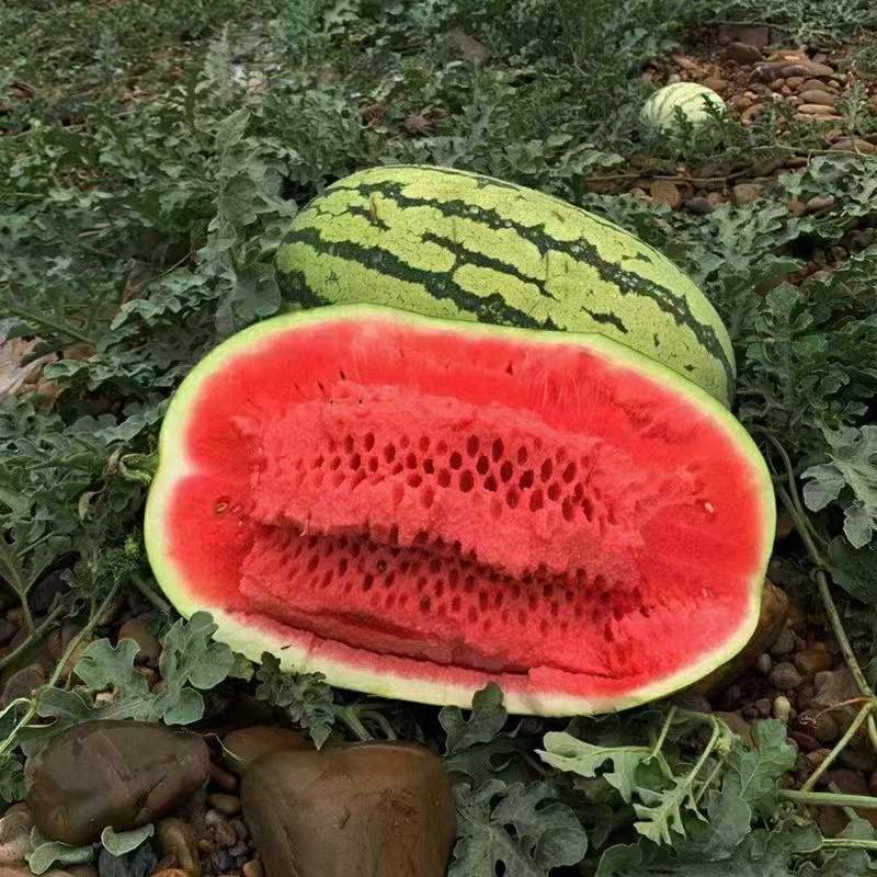 实力供应宁夏西砂瓜货源充足大量供应